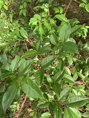 Psidium friedrichsthalianum
