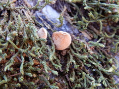 Bryoperdon acuminatum