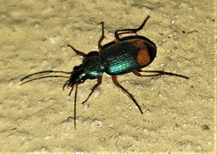 Chlaenius fasciger