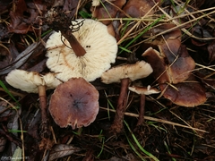 Calocybe obscurissima