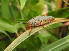 Diponthus pycnostictus