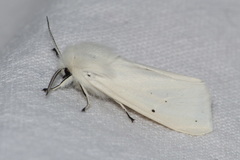 Spilosoma urticae