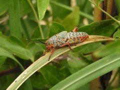 Diponthus pycnostictus