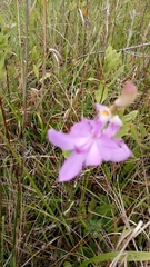 Calopogon tuberosus tuberosus