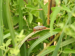 Diponthus pycnostictus