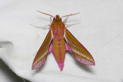 Deilephila elpenor