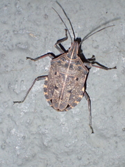 Peltasticus punctatus