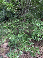 Psidium friedrichsthalianum