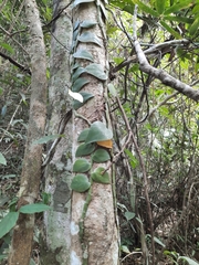 Rhaphidophora