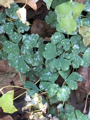 Erysiphe aquilegiae