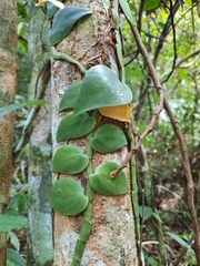 Rhaphidophora
