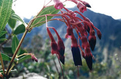 Brachyotum naudinii