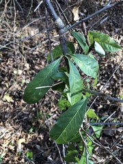 Sideroxylon lycioides