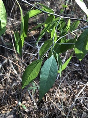 Sideroxylon lycioides