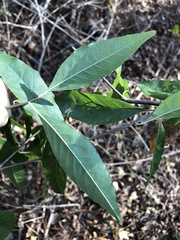 Sideroxylon lycioides