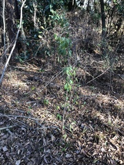 Sideroxylon lycioides