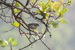 Apalis cinerea