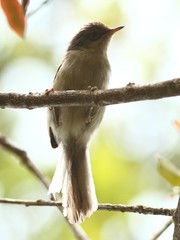 Apalis cinerea
