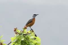Monticola angolensis
