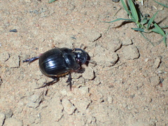 Catharsius tricornutus