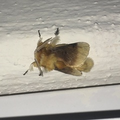 Megalopyge bissesa