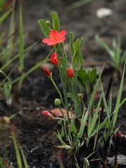 Hibiscus rhodanthus