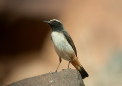 Oenanthe xanthoprymna