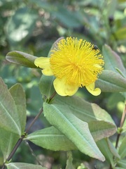 Hypericum frondosum