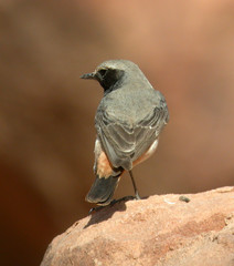 Oenanthe xanthoprymna