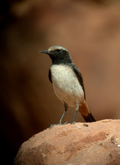 Oenanthe xanthoprymna