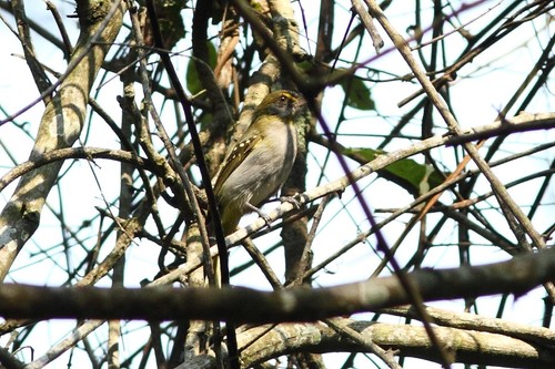 iNaturalist image