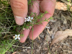 Cyanothamnus nanus nanus