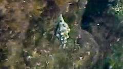 Tarantinaea lignaria