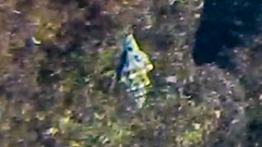 Tarantinaea lignaria