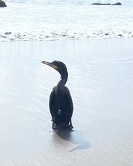 Nannopterum brasilianum