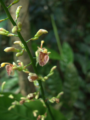 Alpinia conchigera, photograph 4