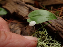 Hemimycena gracilis