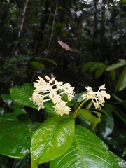 Palicourea violacea