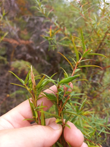 Image of Empleurum unicapsulare by (c) Brian du Preez, some rights reserved (CC BY-SA)