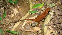 Enyalius