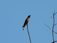Hirundinea ferruginea