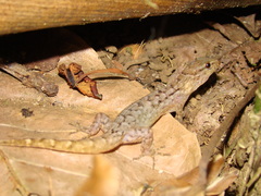 Gymnodactylus darwinii