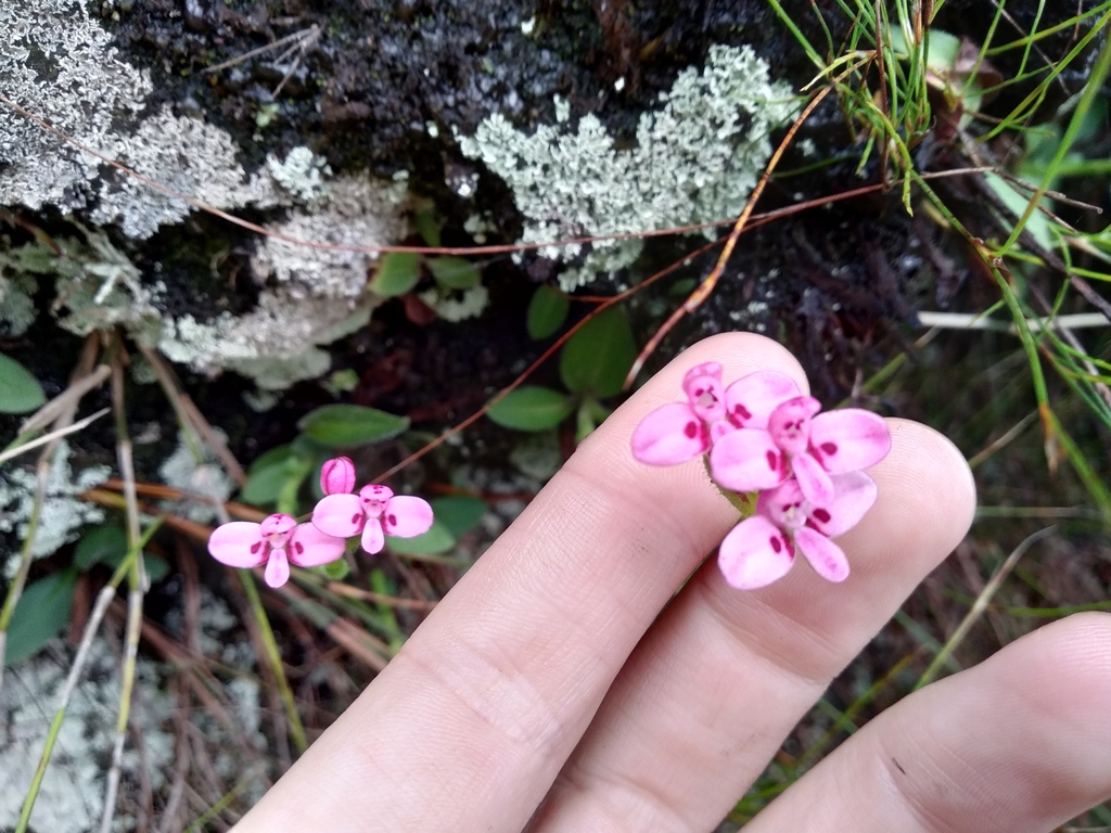 Disa glandulosa