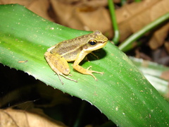 Hylodes phyllodes
