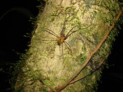 Sodreana barbiellinii