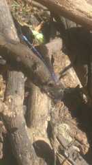 Argia extranea
