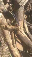 Argia extranea