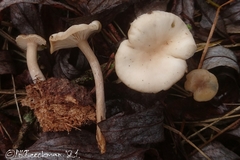 Clitocybe amarescens