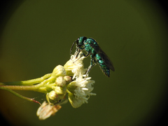 Temnosoma
