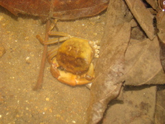 Cardisoma guanhumi